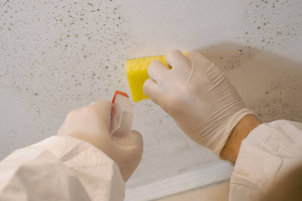 Mold Remediation for Rental Properties in Fort Lee, NJ
