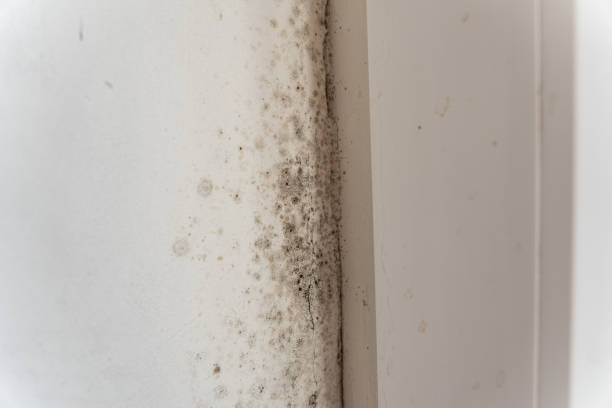 Best Mold-Related Health Consultation  in Fort Lee, NJ